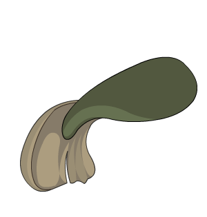 Fish Tail