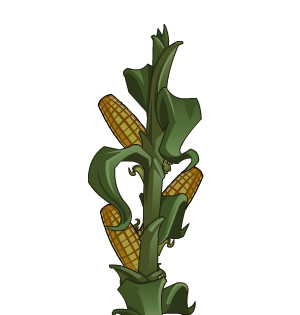 Corn