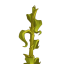 Just... Corn