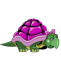 Pink Turtle